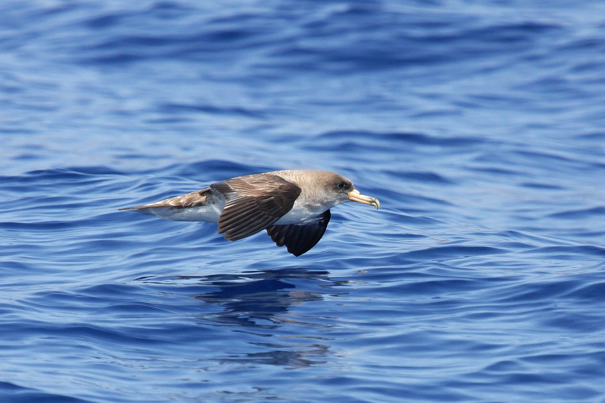 Calonectris borealis